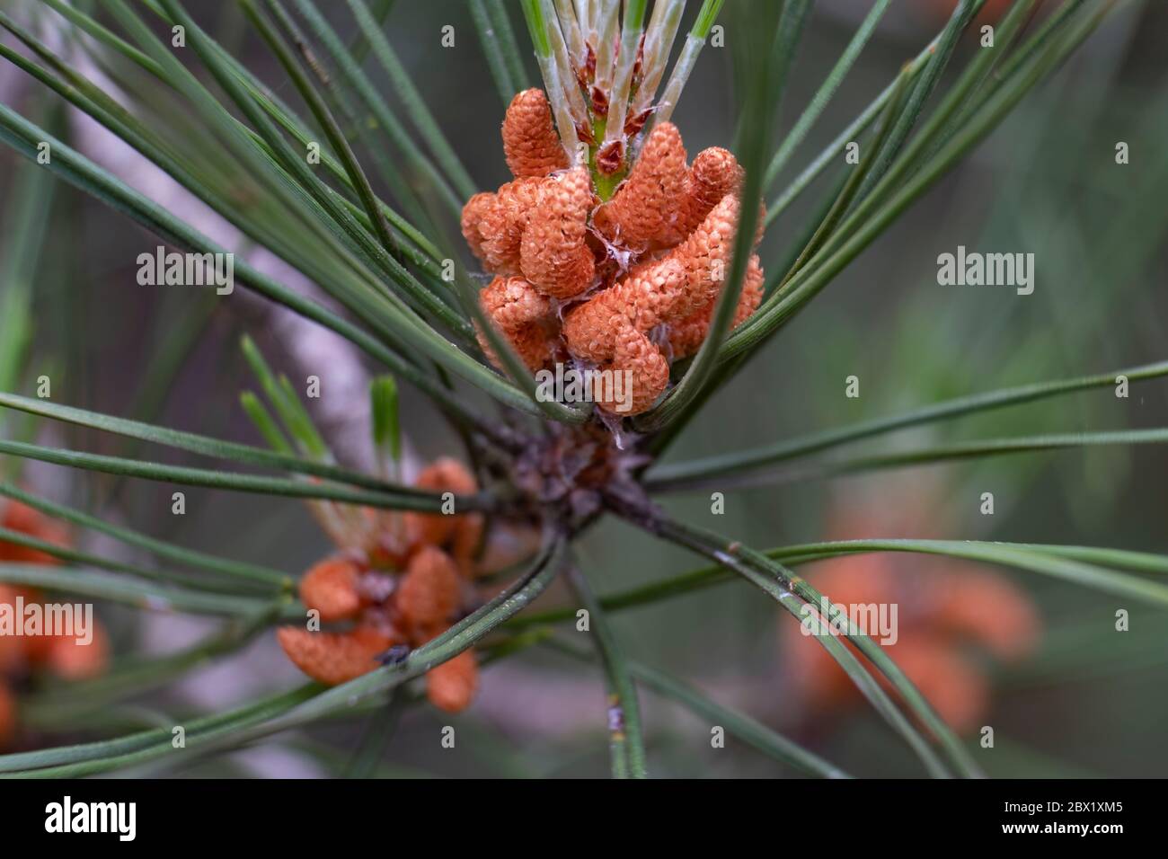 Baby Pine coni che crescono su alberi in una foresta inglese, Warwickshire, Regno Unito. Foto Stock