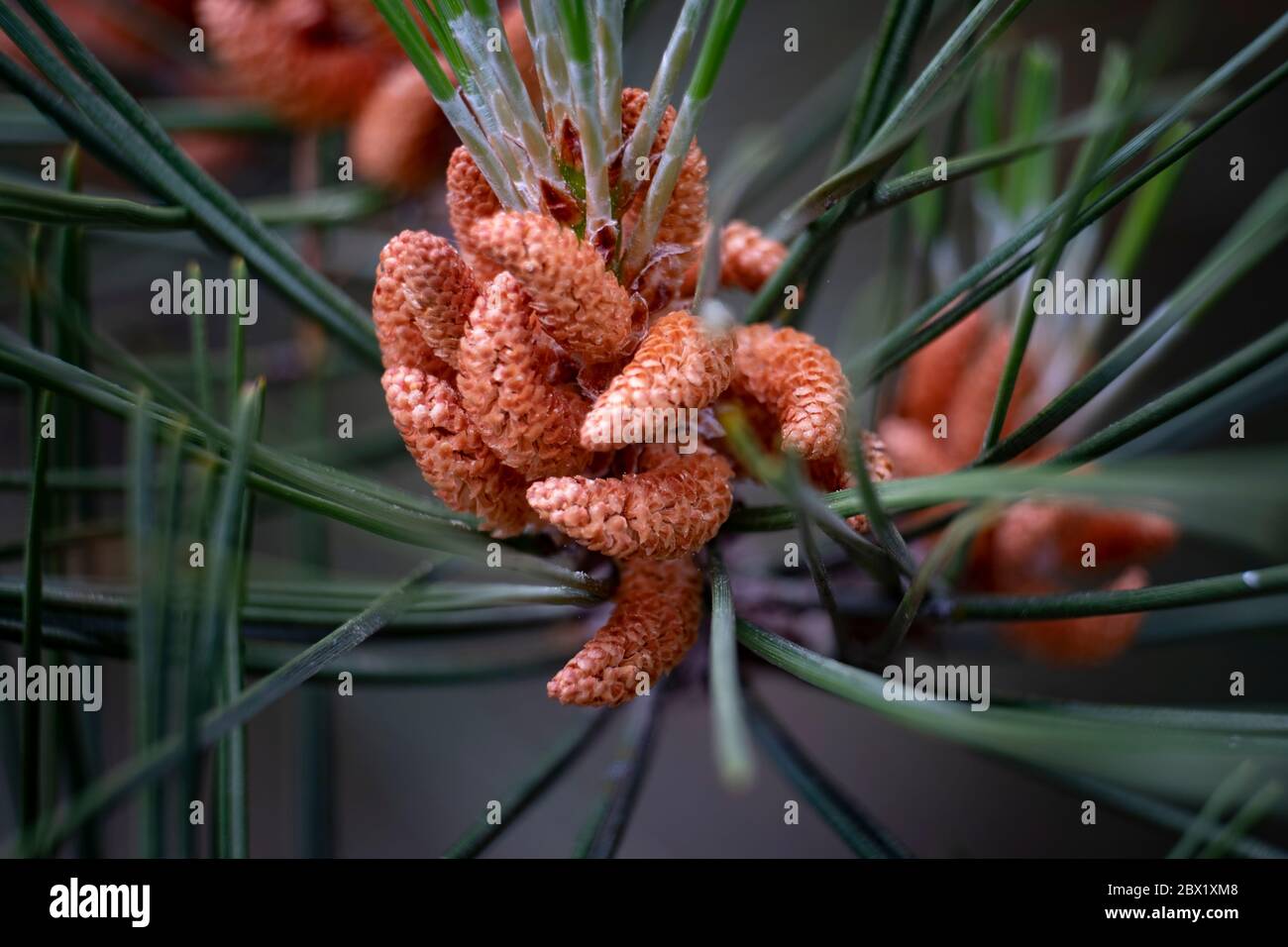 Baby Pine coni che crescono su alberi in una foresta inglese, Warwickshire, Regno Unito. Foto Stock