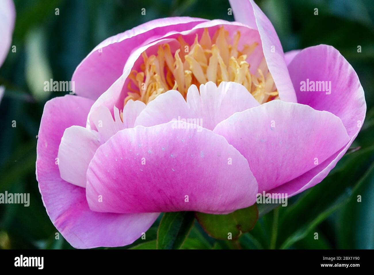Peonia gleam di Peonie di luce Paeonia Foto Stock