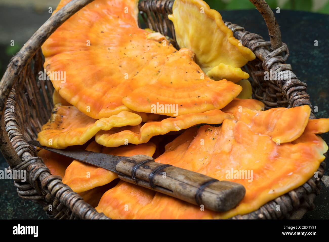 Schwefel-Porling, Schwefelporling, Gemeiner Schwefelporling, Pilzkorb, Pilzernte, Pilze sammeln, Porling, Laetipporus sulfureus, Sulphur polypore, sul Foto Stock