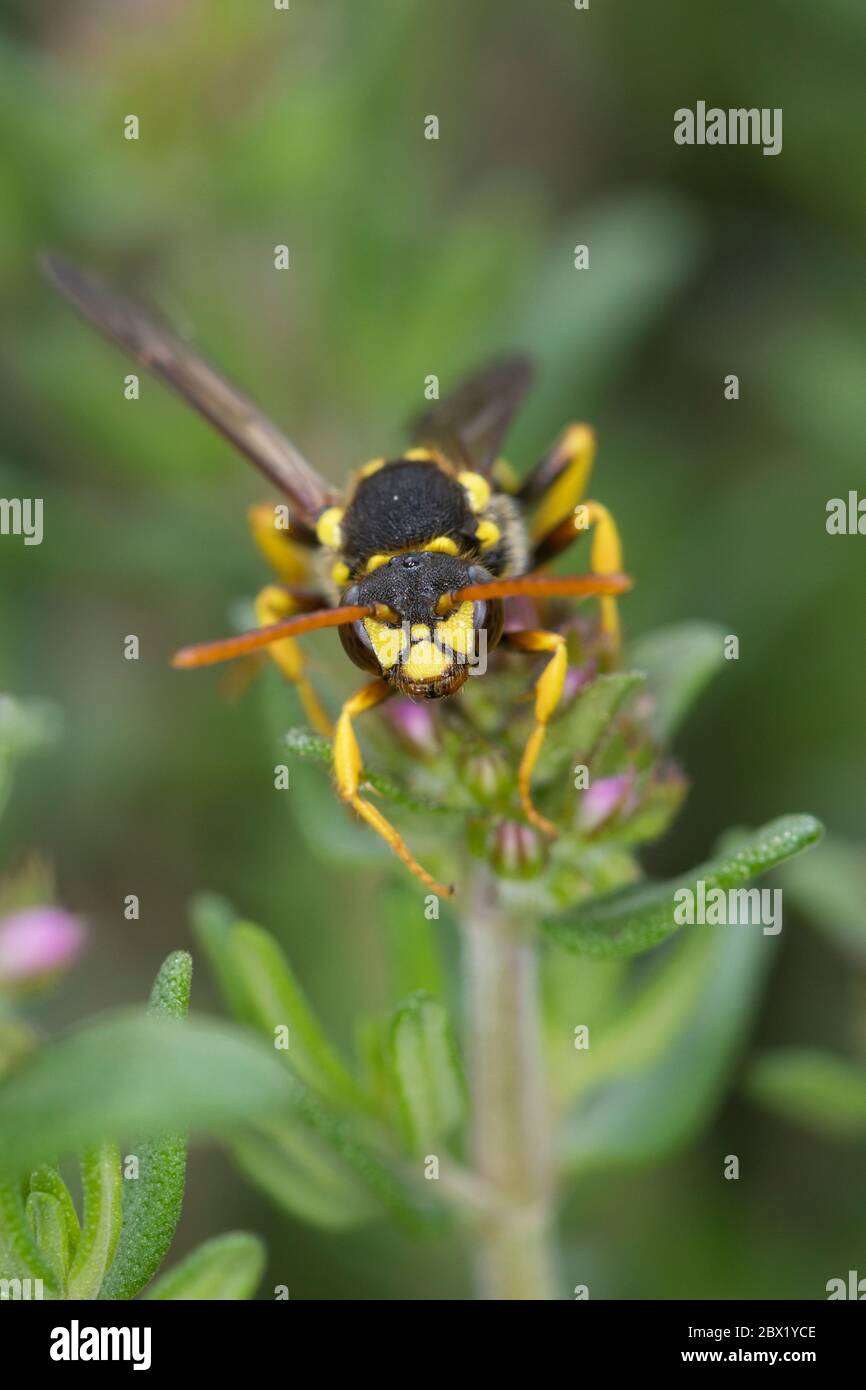 Gegürtete Wespenbiene, Wespenbiene, Kuckucksbiene, Wespen-Biene, Kuckucks-Biene, Weibchen, Nomada succincta, Nomada fulvicornis, Yellow-Legged Nomad-B. Foto Stock