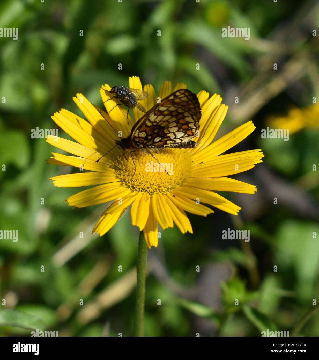 Farfalla su un fiore Foto Stock