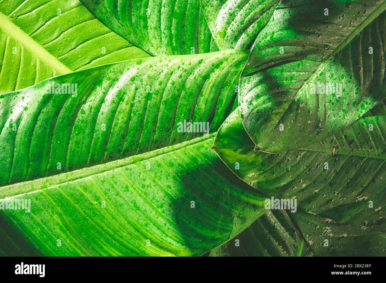 Primo piano di pioggia goccia su sfondo naturale foglie verdi, struttura fogliare tropicale. Foto Stock