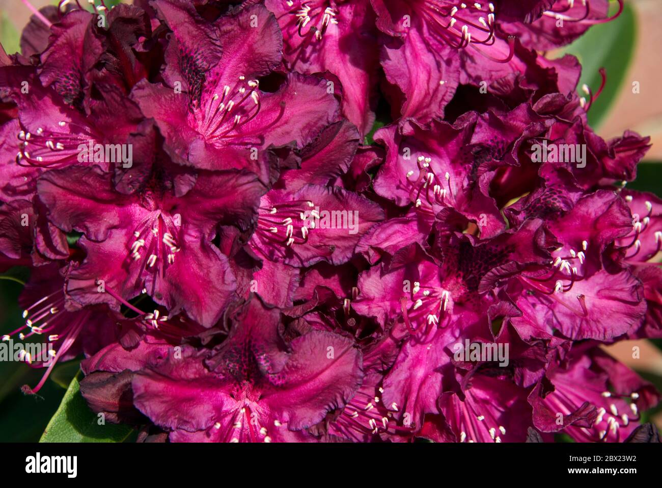 Fiori viola rosso scuro di Rhododendron 'Hamilcar' un arbusto sempreverde medio, Berkshire, maggio Foto Stock