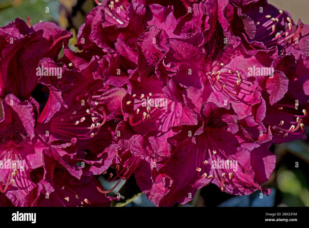 Fiori viola rosso scuro di Rhododendron 'Hamilcar' un arbusto sempreverde medio, Berkshire, maggio Foto Stock