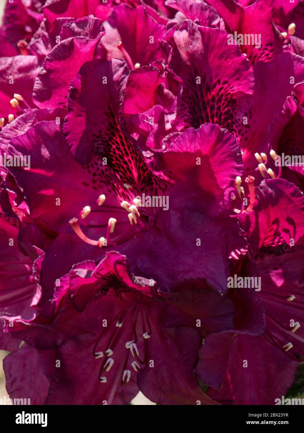 Fiori viola rosso scuro di Rhododendron 'Hamilcar' un arbusto sempreverde medio, Berkshire, maggio Foto Stock