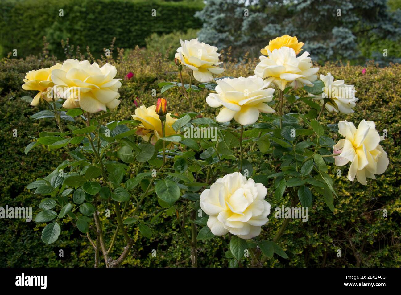 Una rosa standard di colore giallo fragrante, Rosa 'Arthur Bell', fiori giovani che aprono giallo brillante sfumando a giallo pallido come invecchiano, Berkshire, maggio Foto Stock