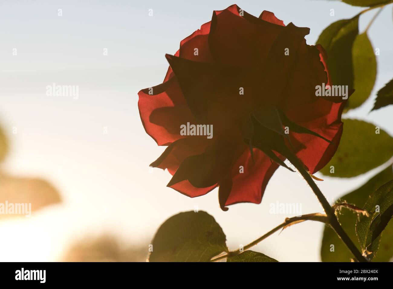 Caldo sole arancione di ritorno illuminando i petali di una rosa rossa arrampicata Rosa 'Dance du Feu' in una serata primaverile in giardino, maggio Foto Stock