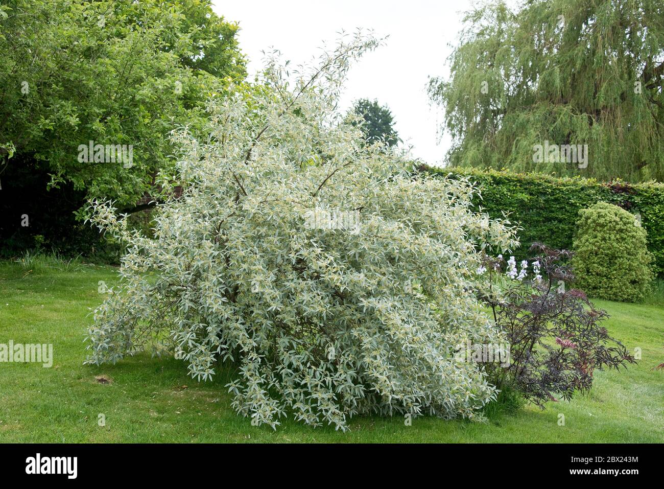 ELEAGNUS "Quicksilver", un grande arbusto con foglie di lanceolato d'argento e un profumo fragrante che contrasta il fogliame scuro del Sambuco "Black Lace" Foto Stock
