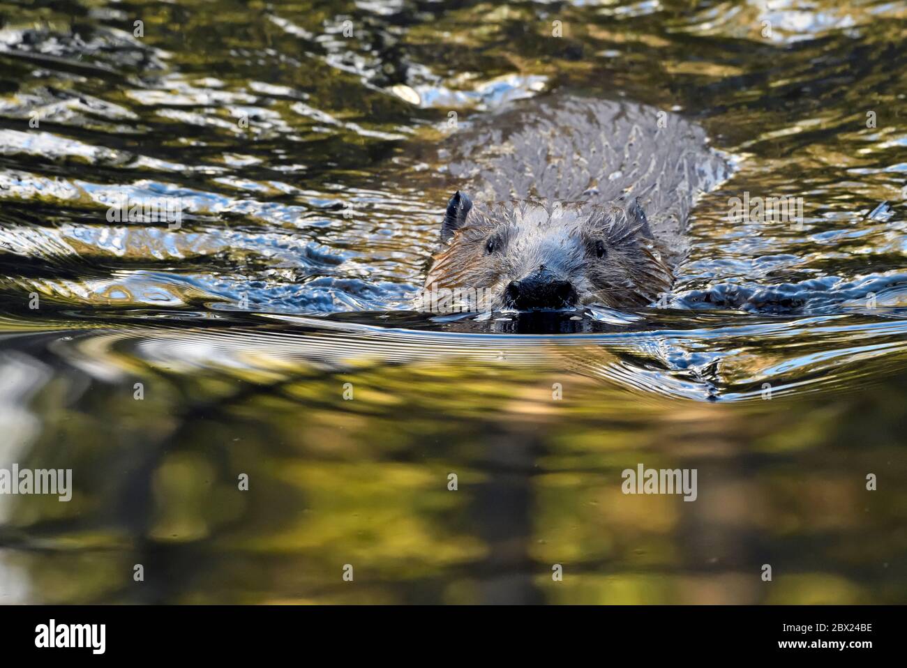 Un castoro adulto, Castor canadensis, che nuota nelle acque riflettenti del suo laghetto di castori vicino a Hinton Alberta Canada Foto Stock