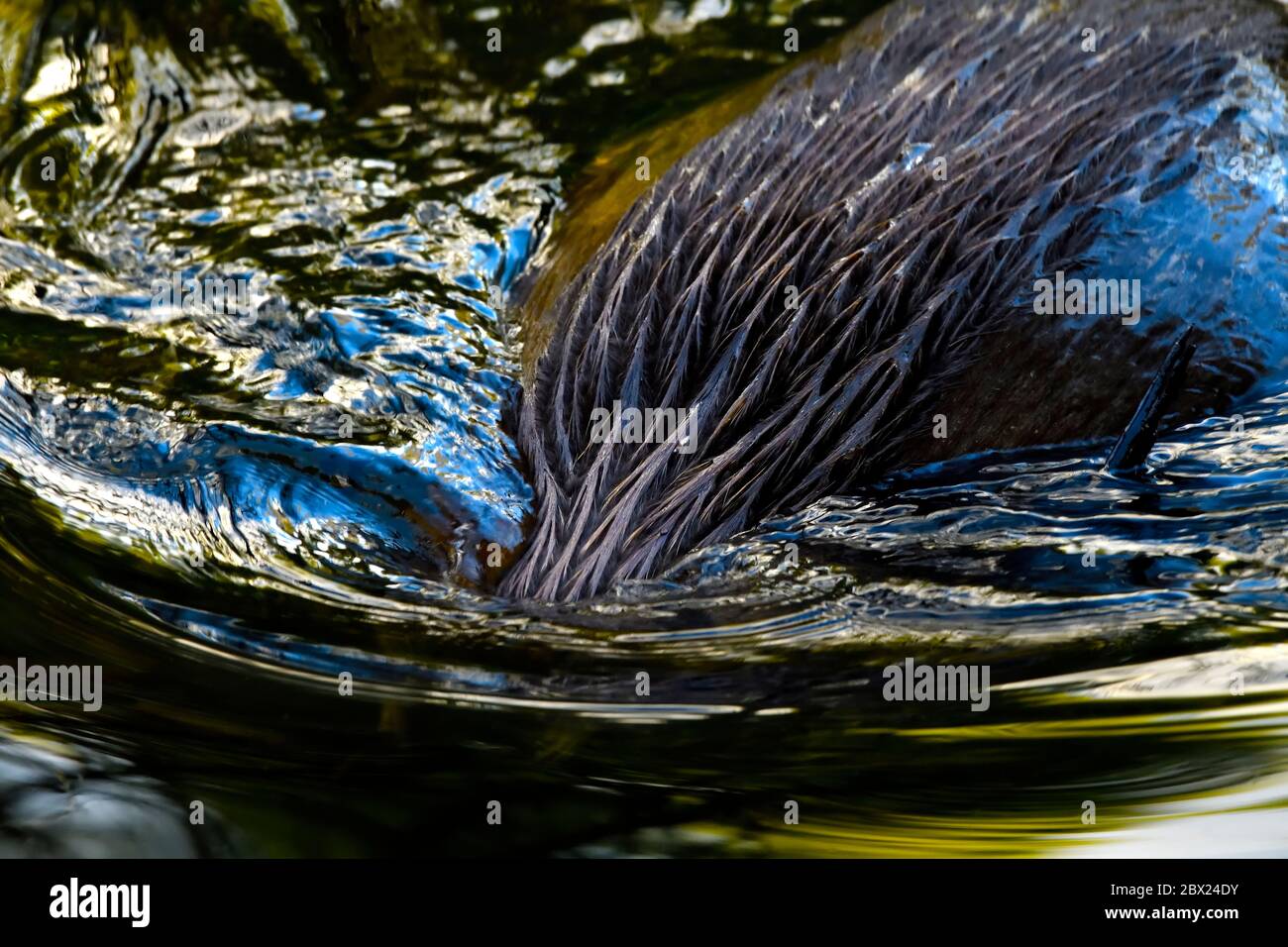 Un'immagine ravvicinata di un castoro selvaggio, Castor canadensis, che si tuffa sotto l'acqua del suo laghetto di castori vicino a Hinton Alberta Canada. Foto Stock