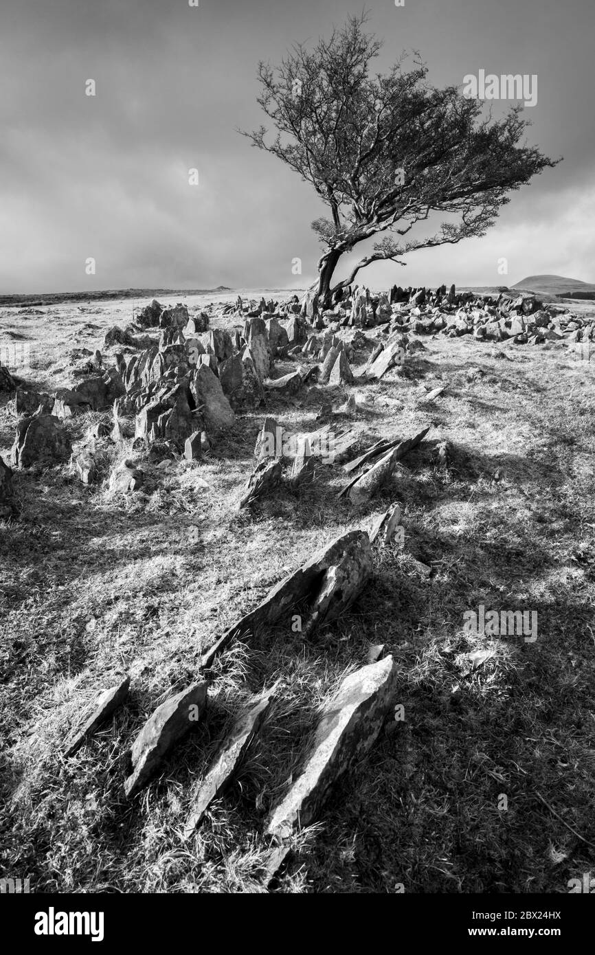 Un albero di biancospino solitaria che cresce tra affioramenti di calcare su Ystradfellte comune nel Brecon Beacons, Galles. Foto Stock