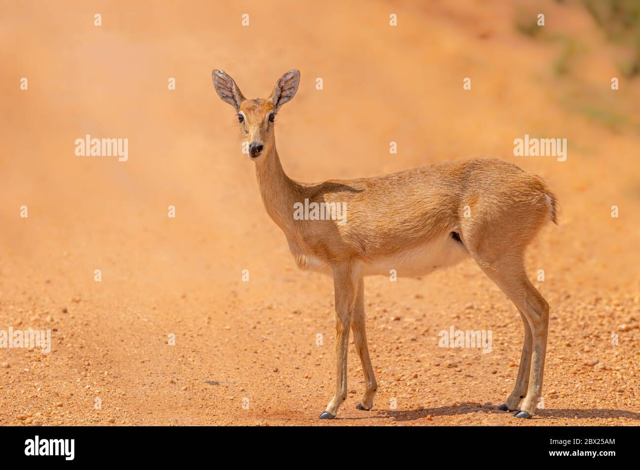 Oribi femminile (Ourebia ourebi) nelle praterie del Murchison Falls National Park, Uganda. Foto Stock