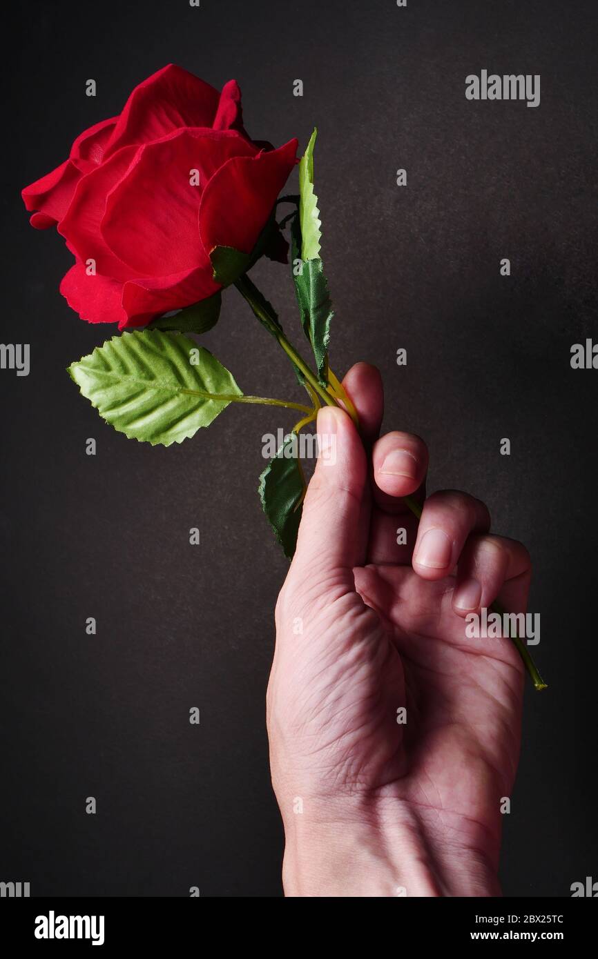 Primo piano di mano maschio che tiene rosa rossa su sfondo nero. Foto Stock