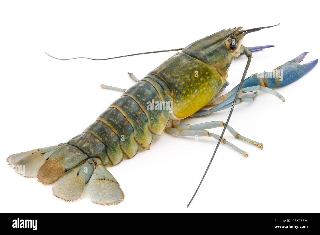 Gamberi o aragosta di acqua dolce su sfondo bianco. Foto Stock