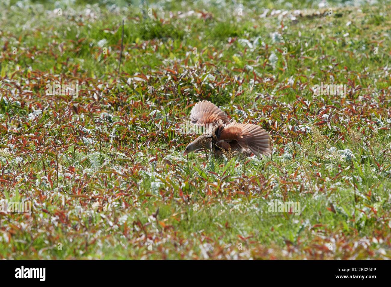 Corncrake (Crex crex) UK Foto Stock