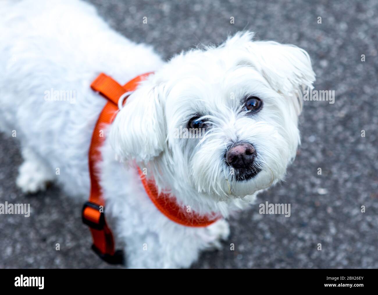 Un cane maltese di Terrier Londra UK Foto Stock