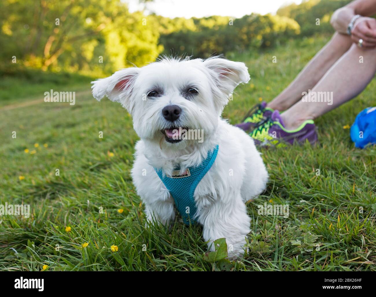 Un cane maltese di Terrier Londra UK Foto Stock