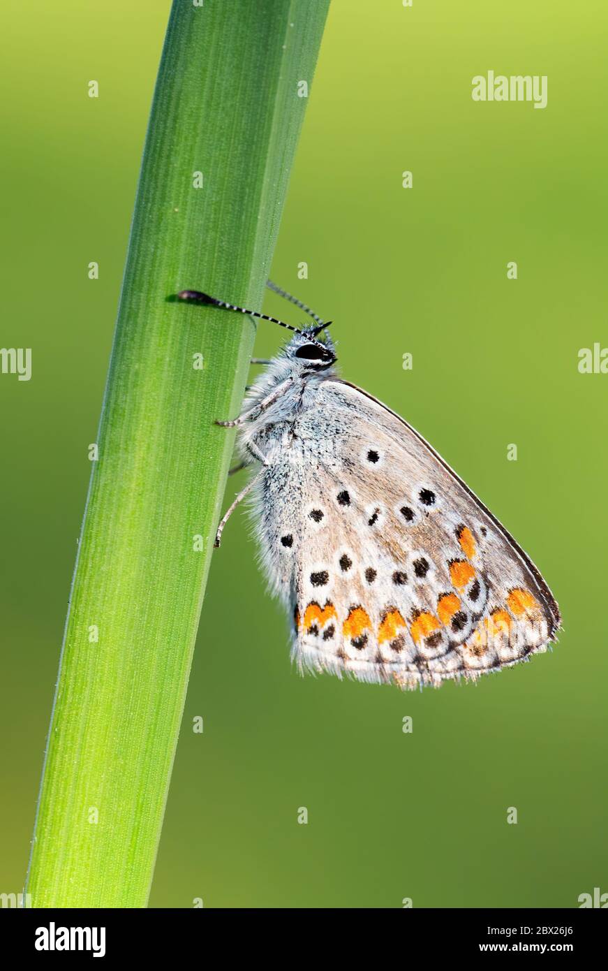 Farfalla Blu comune - Polyommatus icarus, bella farfalla colorata da prati e praterie europee, Zlin, Repubblica Ceca. Foto Stock