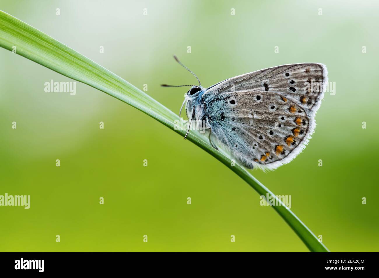 Farfalla Blu comune - Polyommatus icarus, bella farfalla colorata da prati e praterie europee, Zlin, Repubblica Ceca. Foto Stock