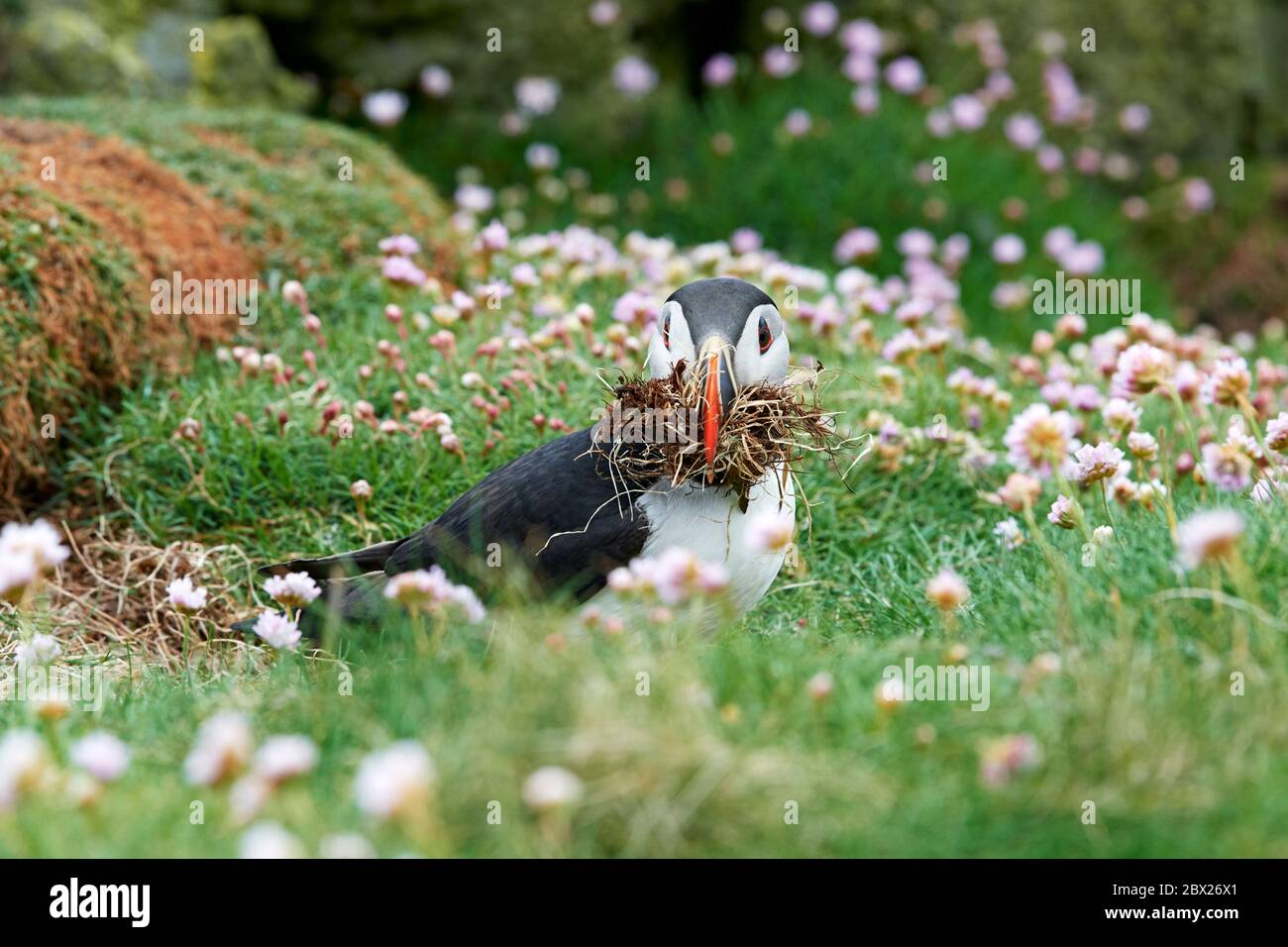 Puffin (Fratercla artica) UK Foto Stock