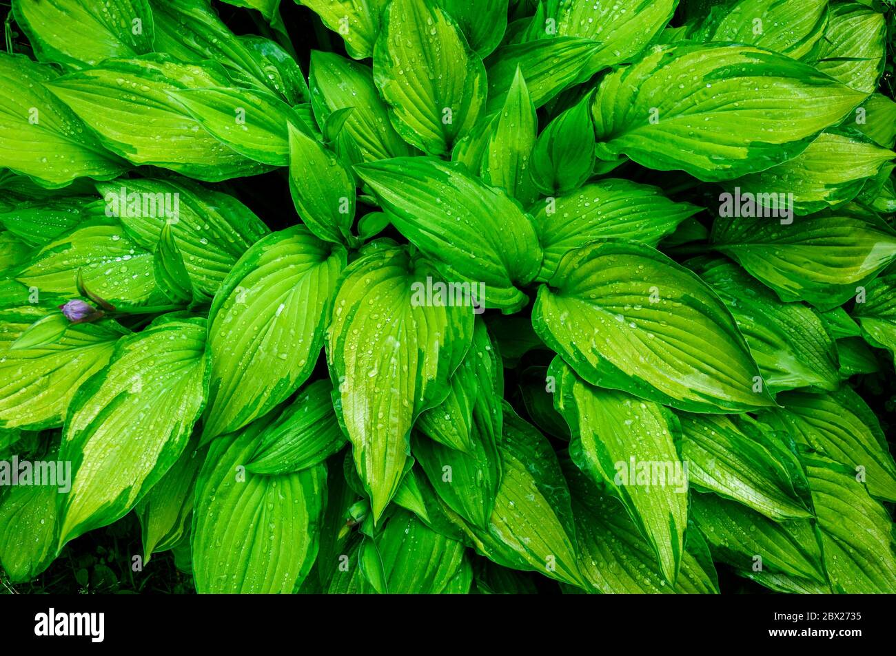 Foglie umide di Hoca Fortunei Gold Standard Foto Stock