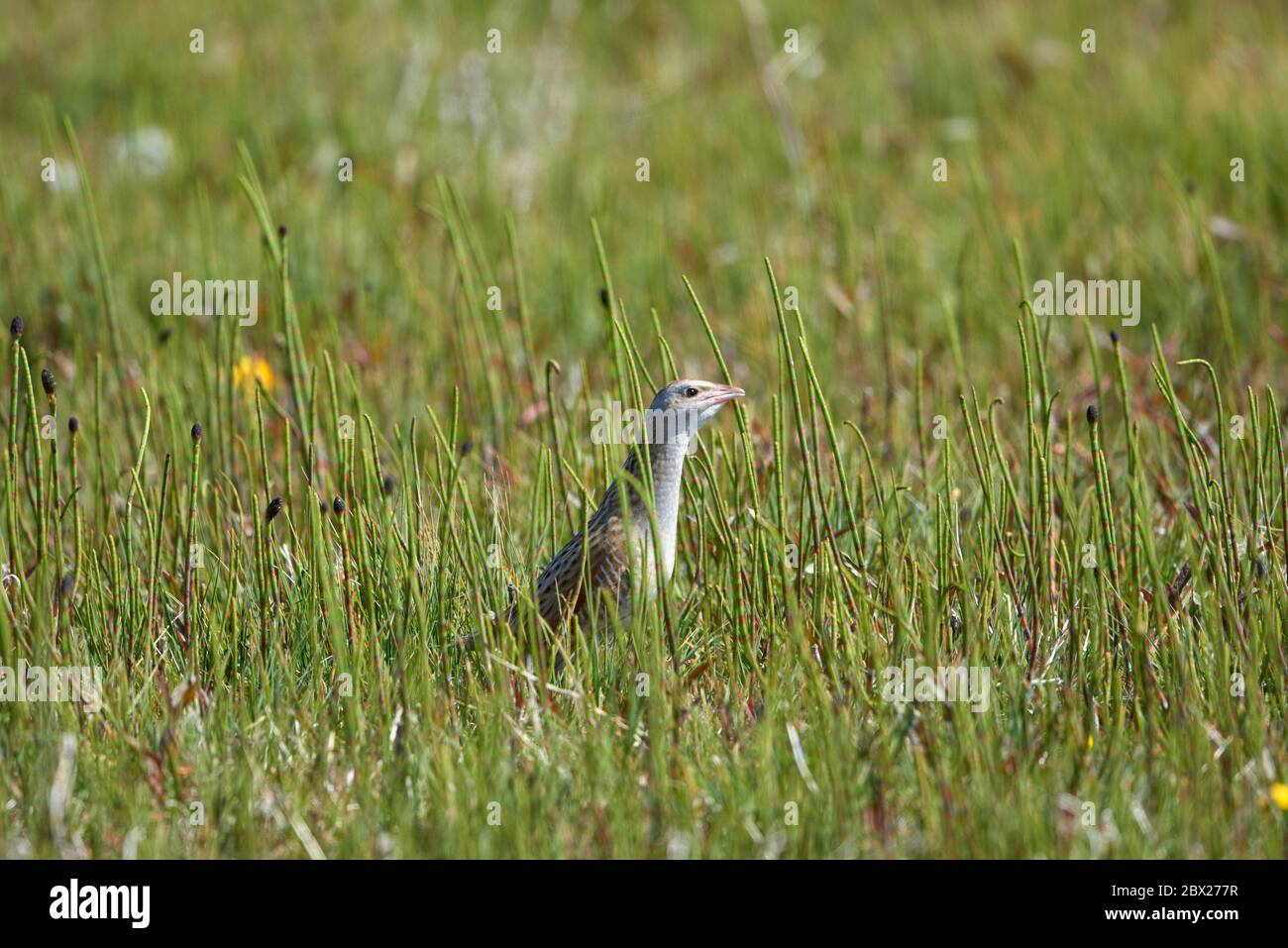 Corncrake (Crex crex) UK Foto Stock