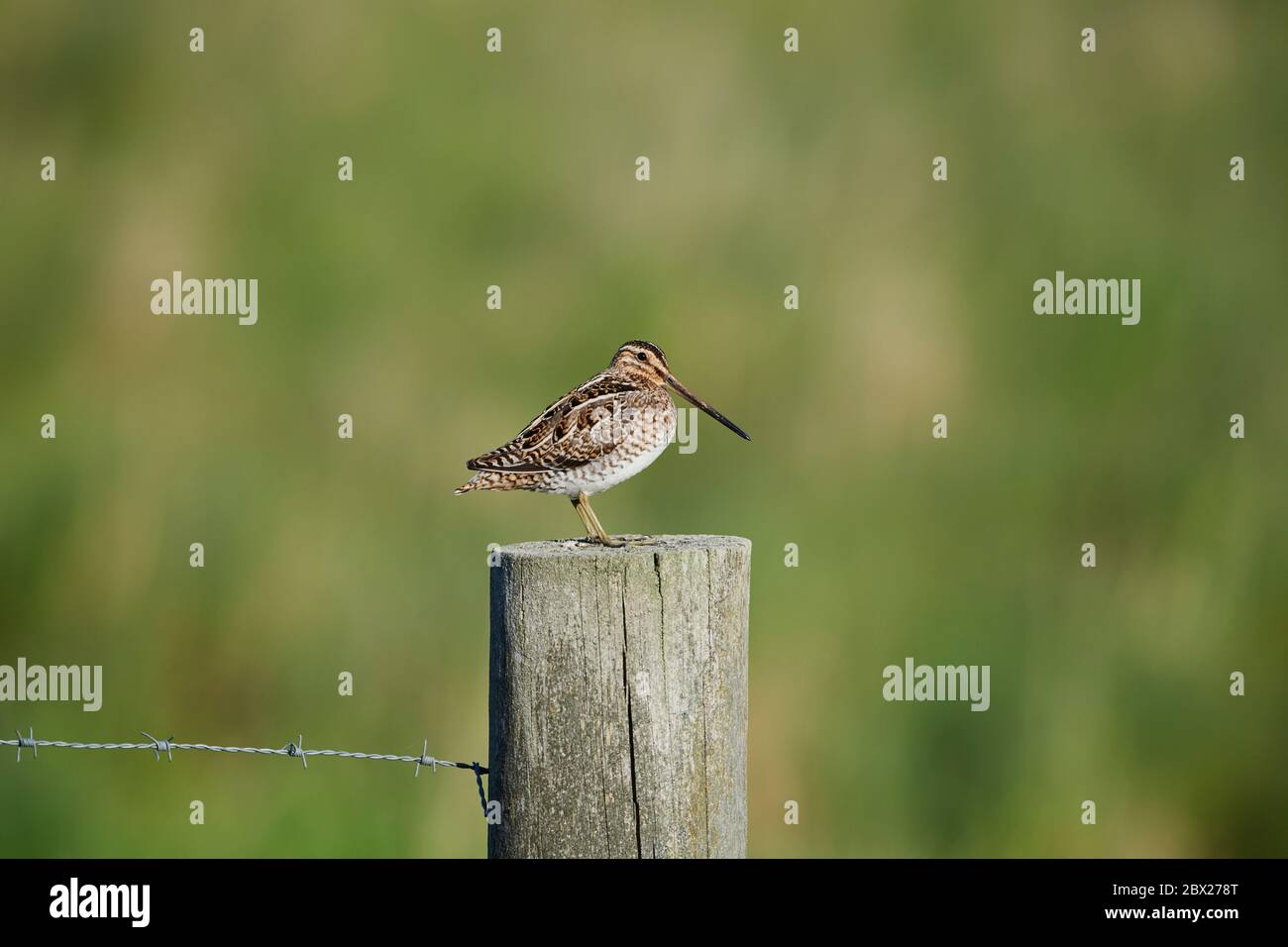 Snipe comune (Gallinago gallinago) Regno Unito Foto Stock