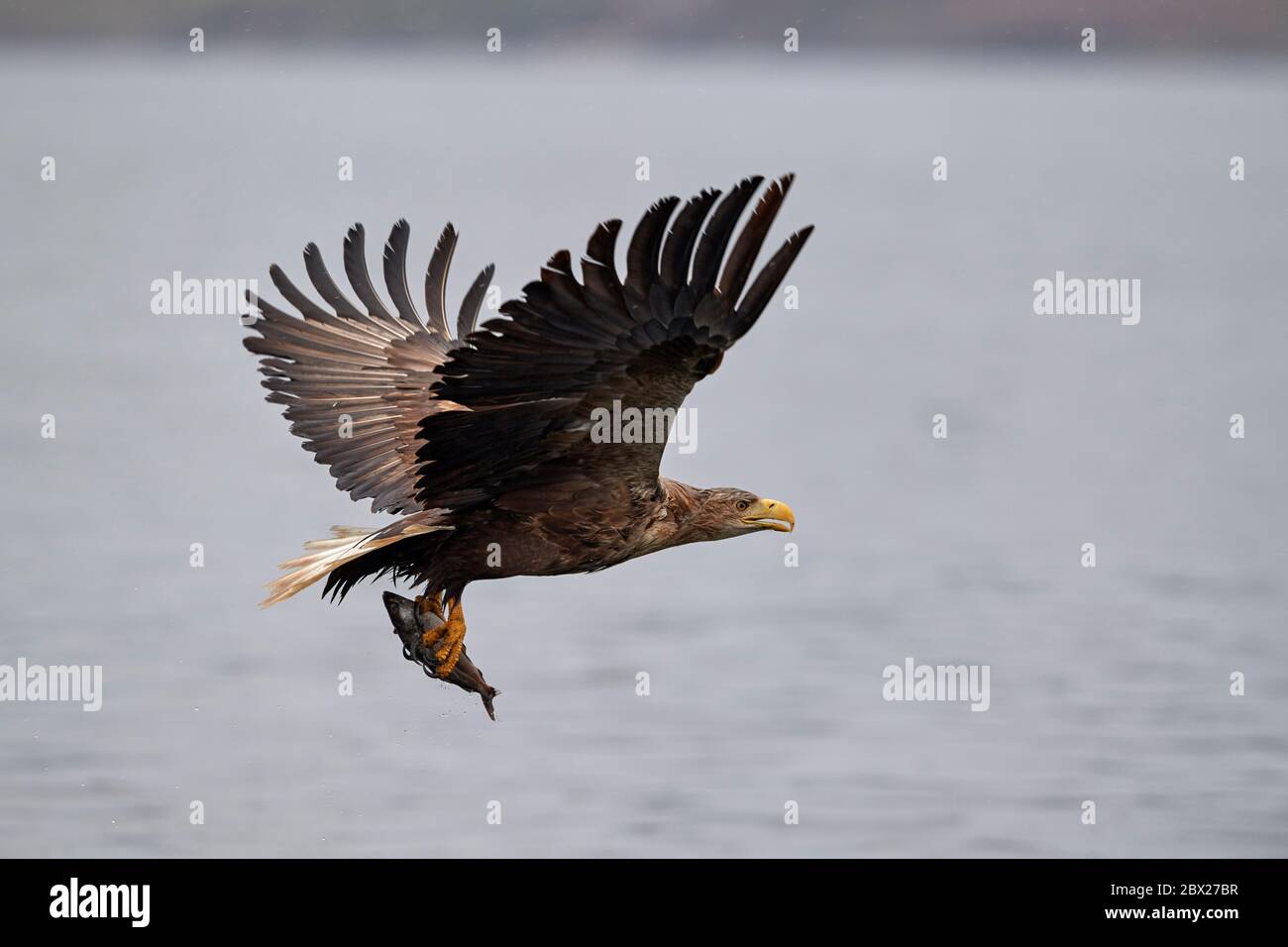 Aquila bianca (Haliaetus albicilla) UK Foto Stock