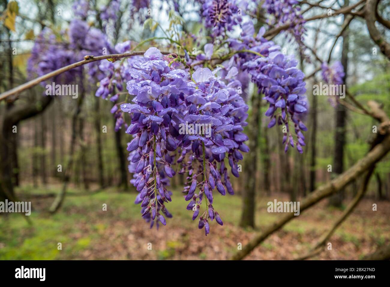 Gruppo di fiori wisteria viola vibrante appesi alla vite di recente apertura fiorisce con gocce d'acqua sui petali dopo la pioggia in primavera precoce Foto Stock
