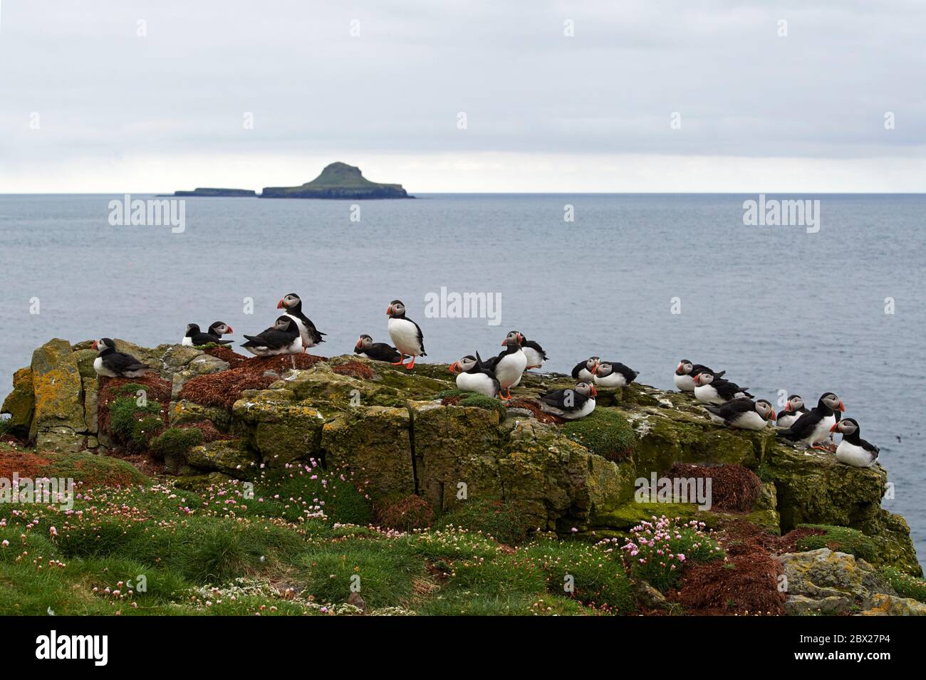 Puffin (Fratercla artica) UK Foto Stock