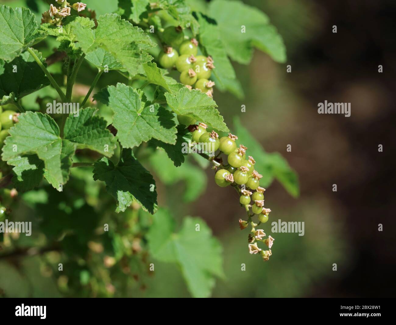 ramo di curry verde non maturo che cresce sullo sfondo del giardino Foto Stock