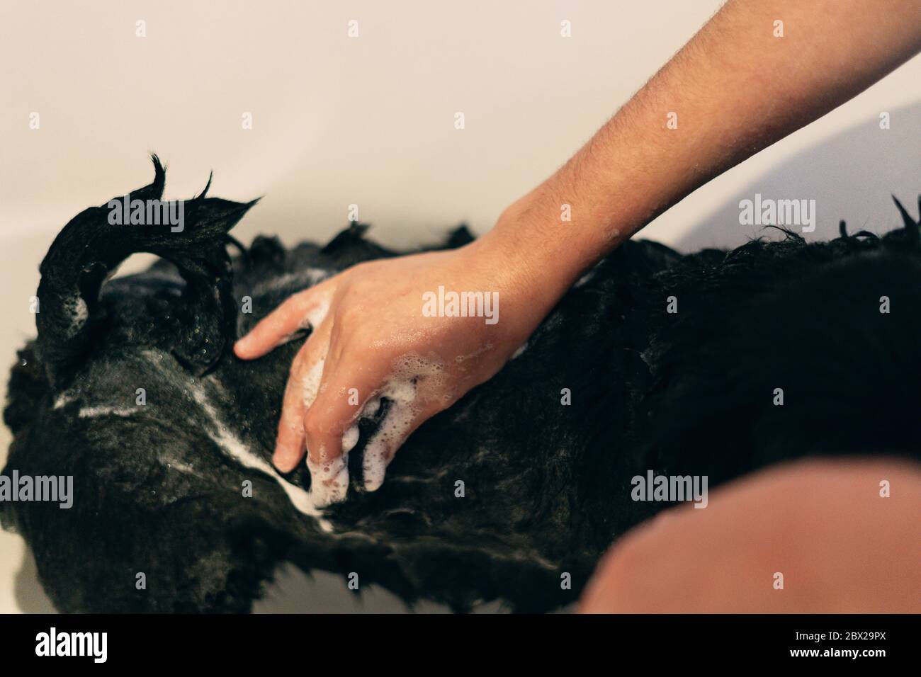 Donna che sorvola cane nero nella doccia. Concetto di cane di pulizia. Foto Stock