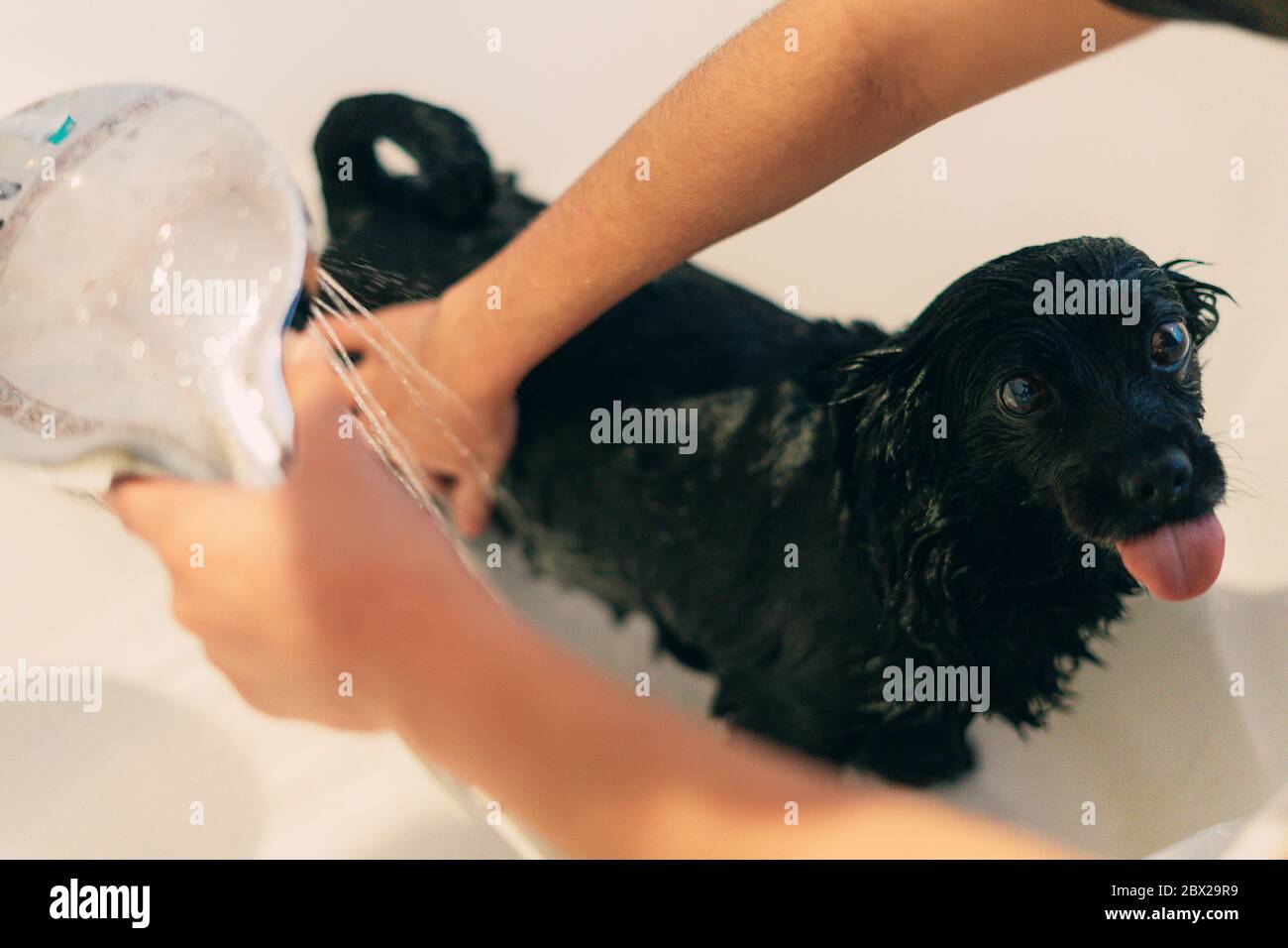 Donna che versa acqua e che abbaia un cane nero. Concetto di pulizia del cane. Foto Stock