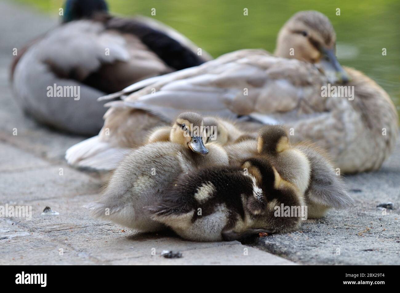Le anatre di mallard del bambino si sono accoccolate vicino ai loro genitori. Foto Stock