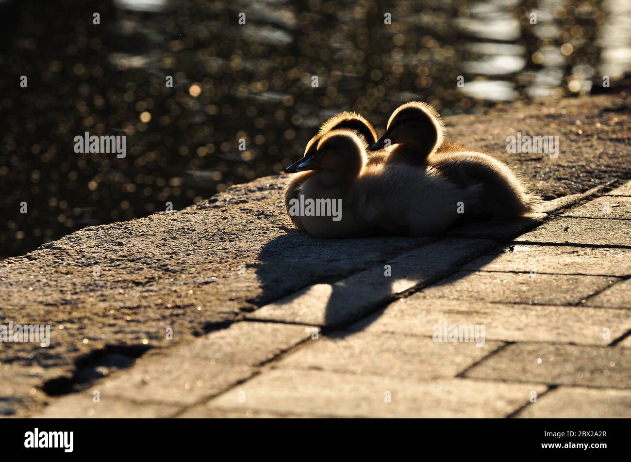 Anatroccoli di mallard seduti al sole del pomeriggio vicino ad uno stagno. Foto Stock