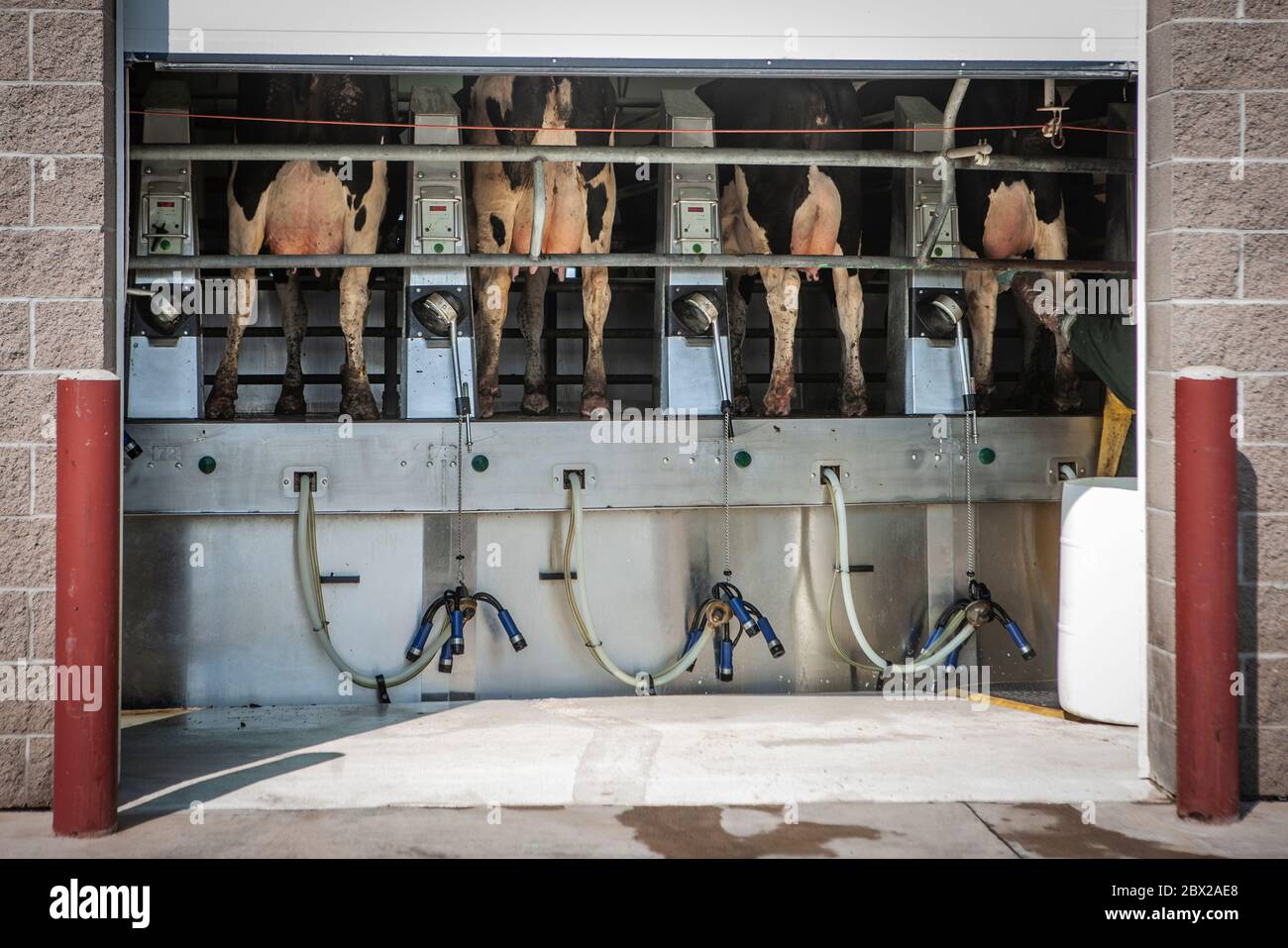 Caseificio in Wisconsin con mucche su unità di mungitura automatizzata Foto Stock