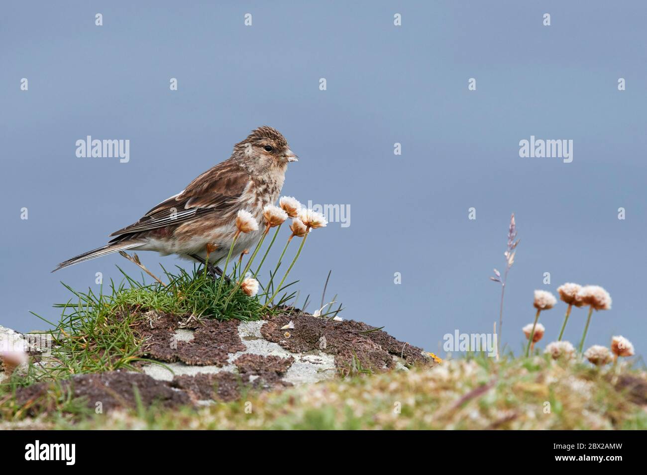 Twite (Cardeulis flavirostris) UK Foto Stock