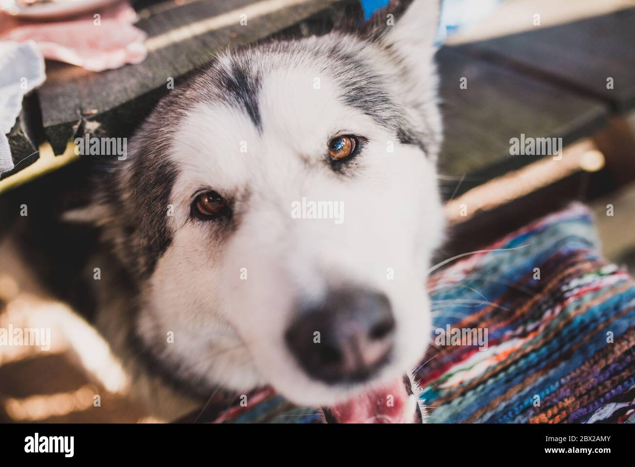 Carino cane grande - un animale domestico fedele guarda fuori da sotto la tabella - lana spessa è molto caldo - il cane vuole bere Foto Stock