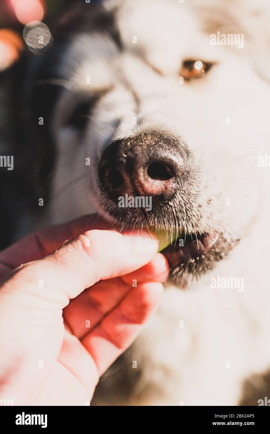 Primo piano del naso di un cane grande - prenda delicatamente un pezzo di cibo dalle mani del proprietario con i suoi denti Foto Stock