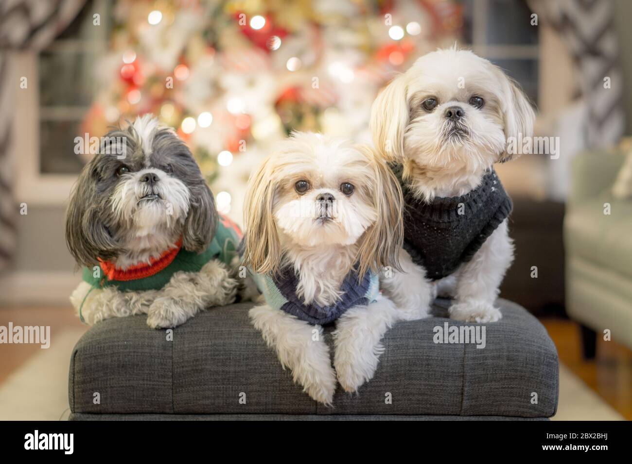 La famiglia Shih Tzu a natale Foto Stock