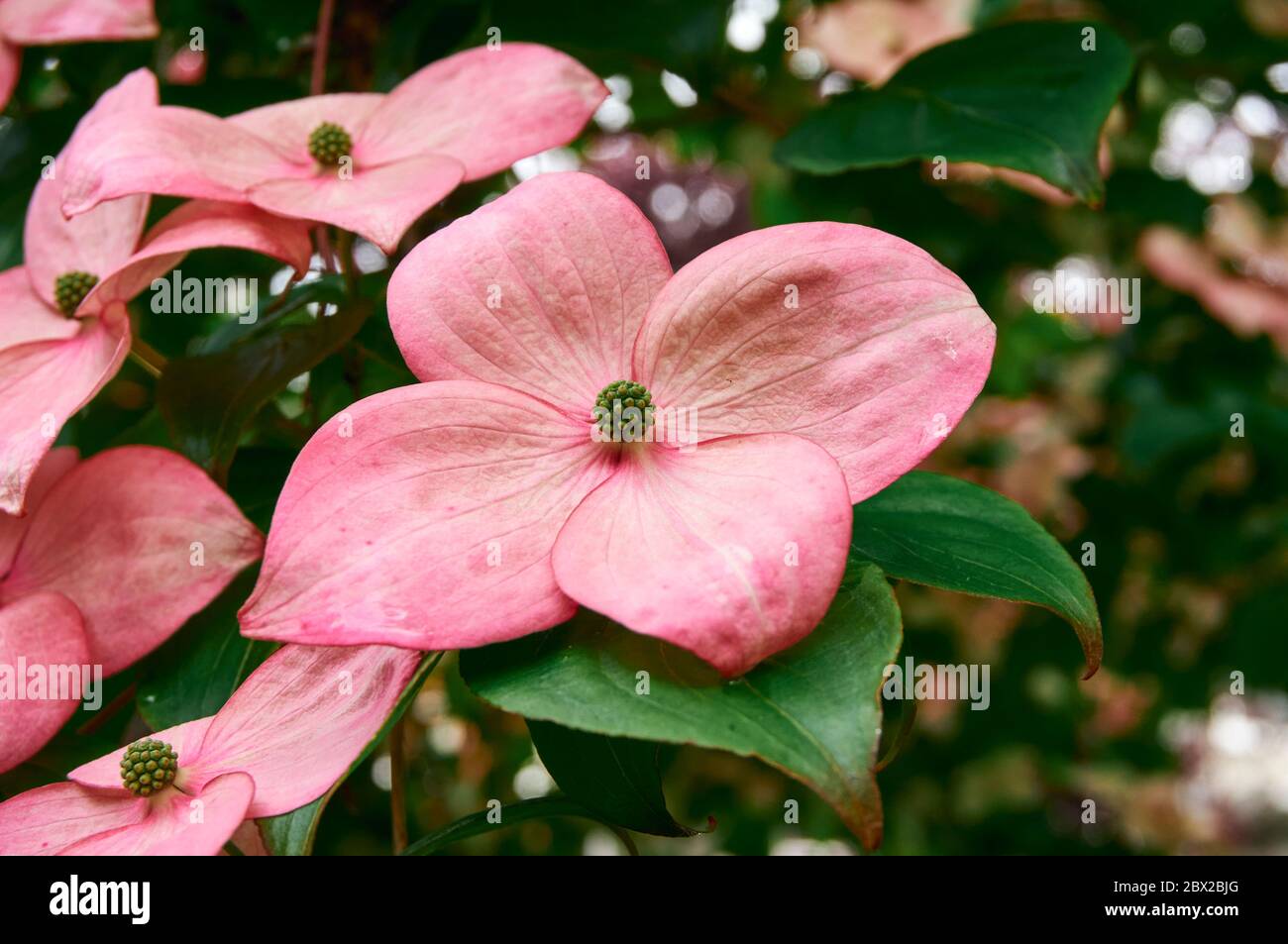 Primo piano dei fiori di legno rosso (Cornus florida) che fioriscono in primavera, Vancouver, British Columbia, Canada Foto Stock