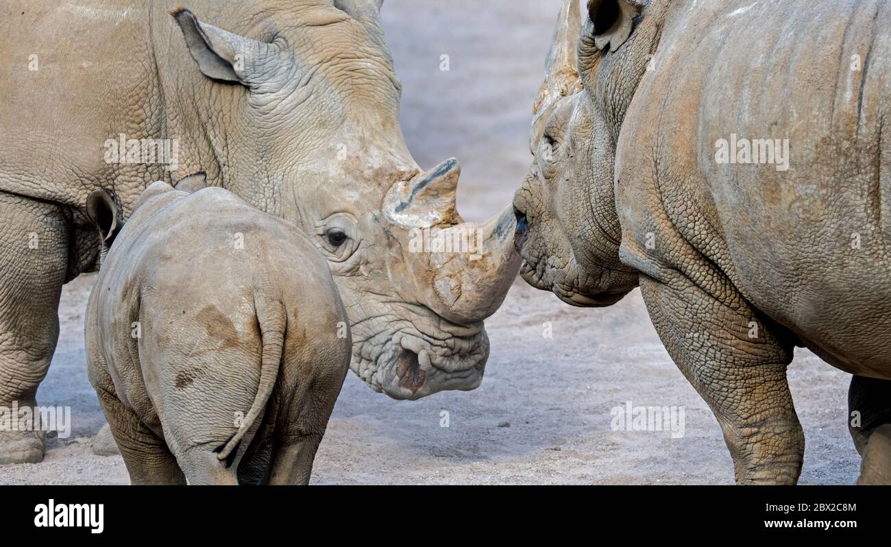Rinoceronte bianco / rinoceronte bianco (Ceratotherium simum) femmina difensore vitello bambino mentre si affaccia maschio Foto Stock