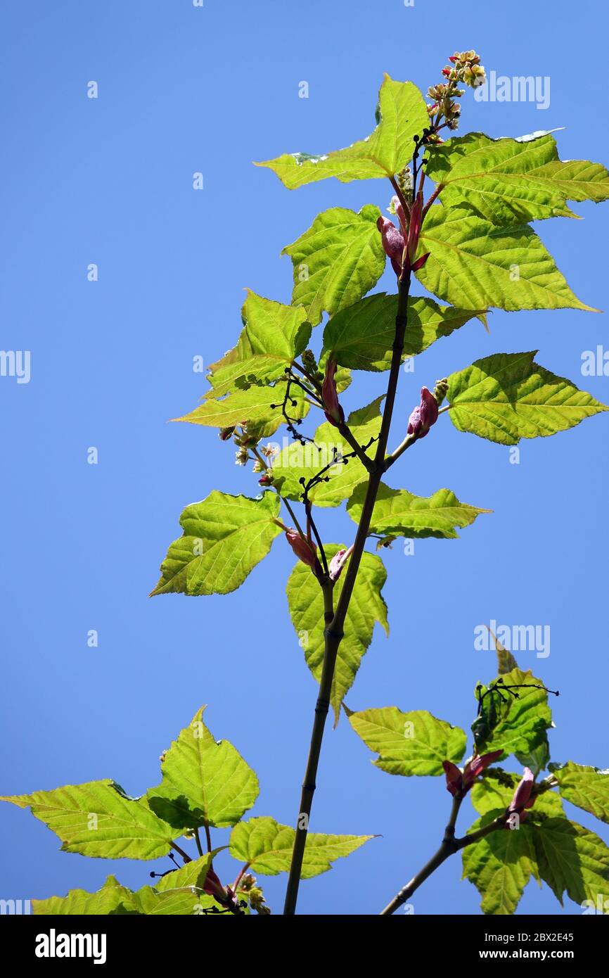 Acer pectinatum Maximowiczii Foto Stock