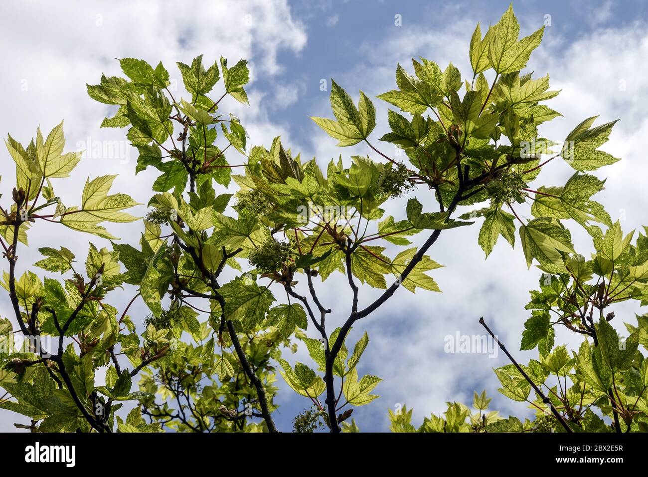 Acero di Sycamore Acer pseudoplatanus Leopoldii Foto Stock