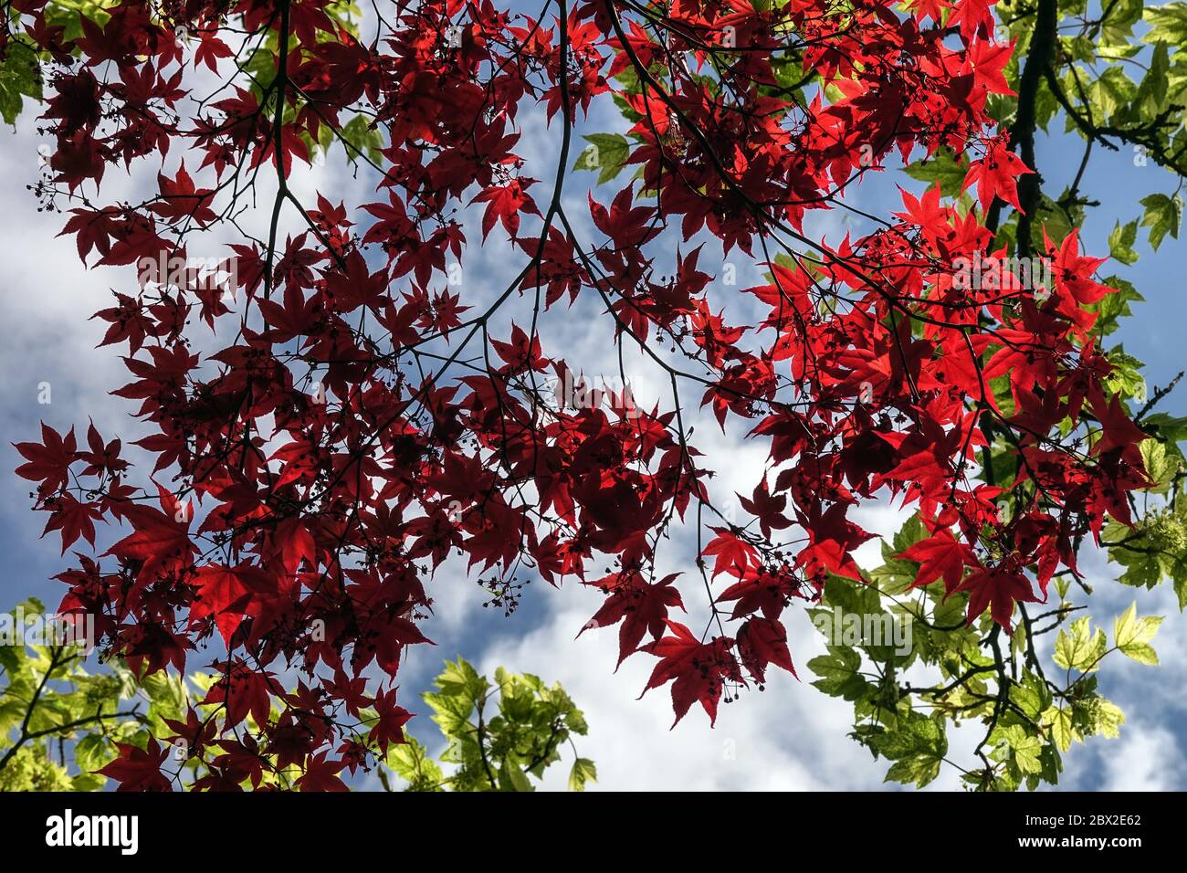 Acero giapponese Acer palmatum Foto Stock