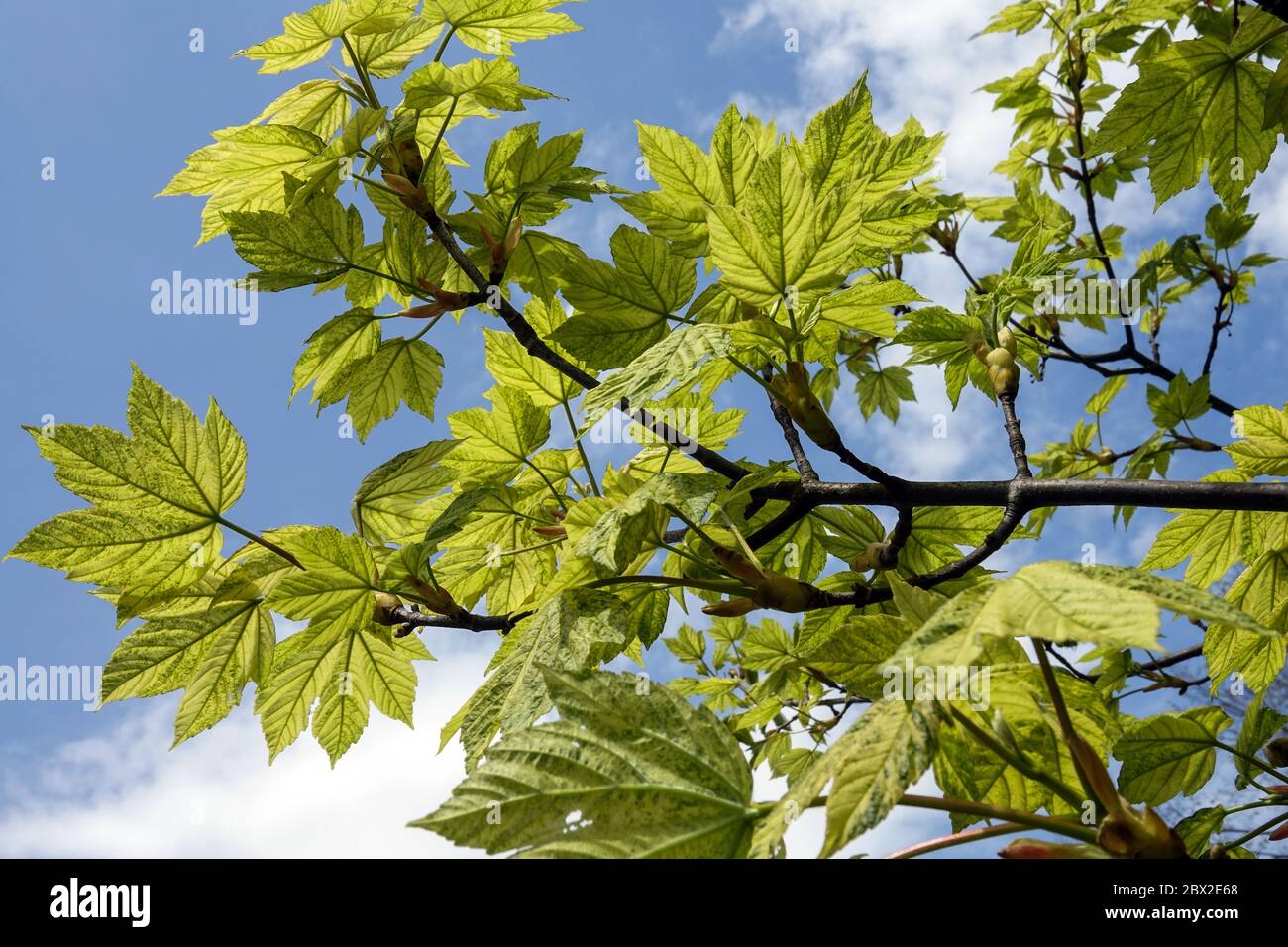 Acero di Sycamore Acer pseudoplatanus Leopoldii Foto Stock