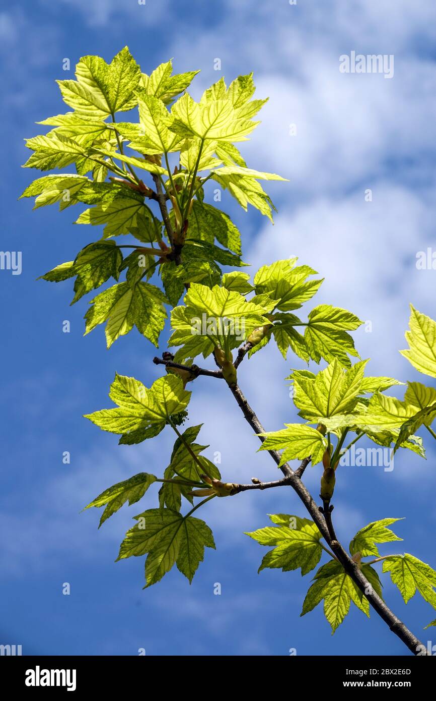 Sycamore Maple Acer platanoides Aureo-variegatum foglie verdi luce solare Foto Stock