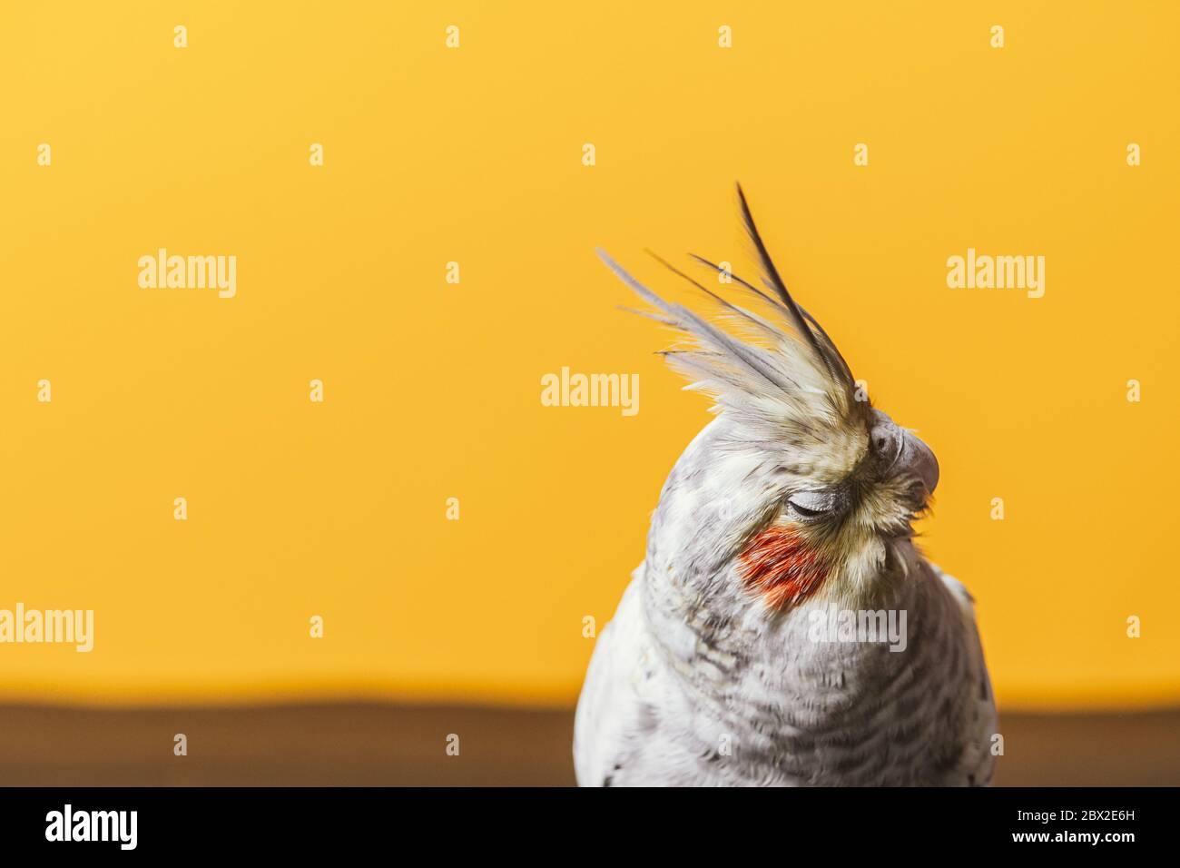 Espressione femminile del pappagallo cockatiel primo piano su sfondo arancione Foto Stock