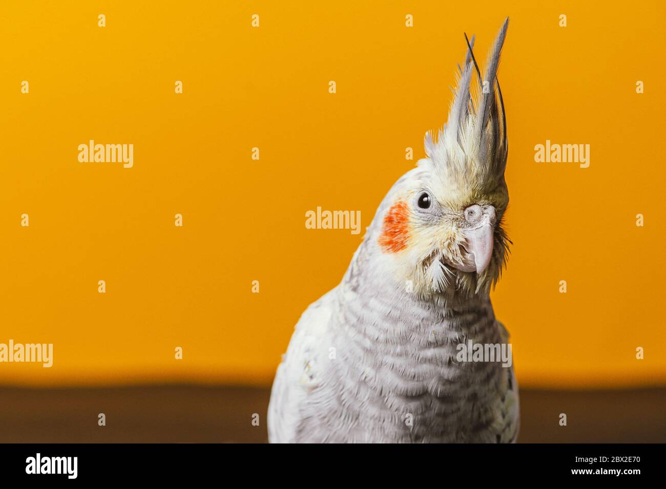 Femmina cockatiel pappagallo di 3 mesi posa su sfondo giallo in studio primo piano Foto Stock